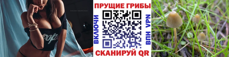 купить  сайты  Ангарск  Галлюциногенные грибы GOLDEN TEACHER 